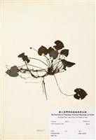藏品(葡菫菜)的圖片